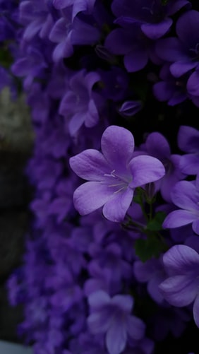 a violet flower