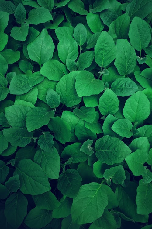 Fresh green leaves, advantages of green in color therapy