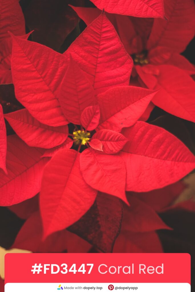 Red poinsettia flower by dopely.top as a RED Color Inspiration from Photos