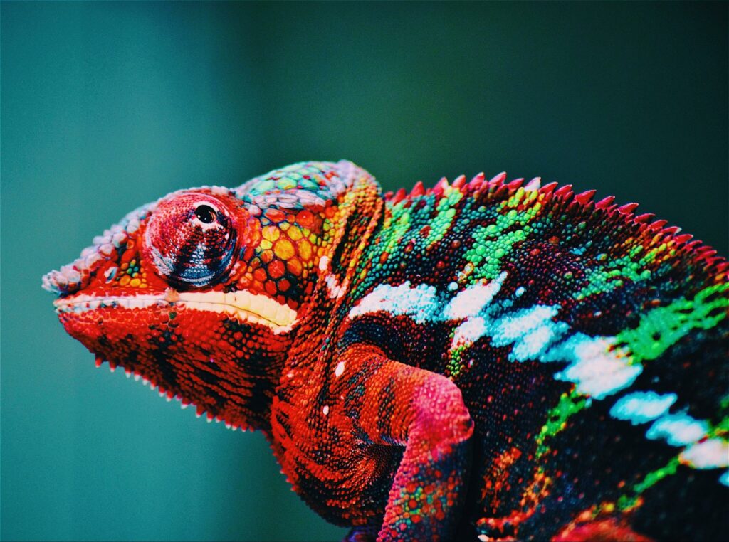 colorful chameleons