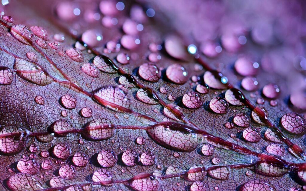 macro photography of dew on the leaves