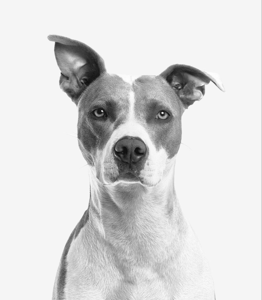 black and white photo of a dog