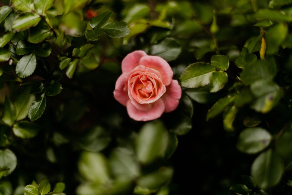 coral rose 