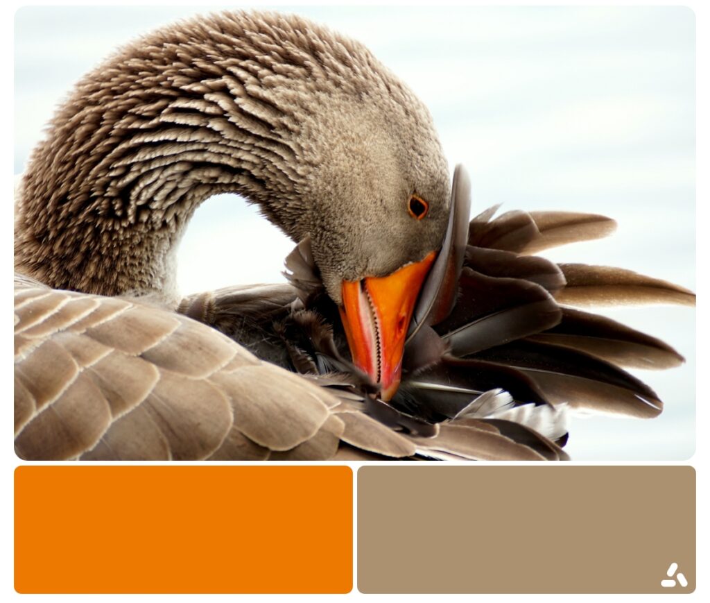 color palette ispired by nature