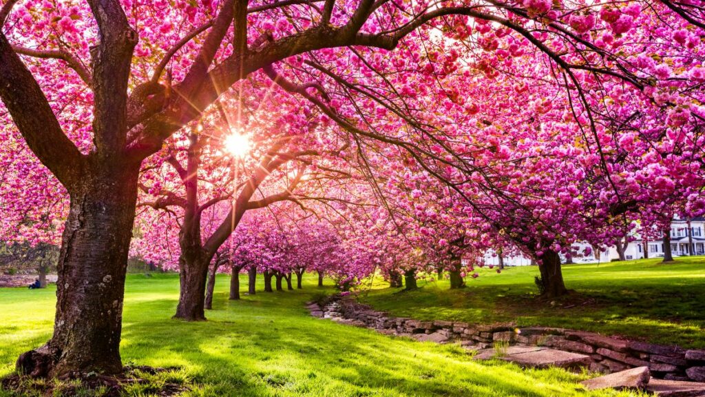 colorful spring nature