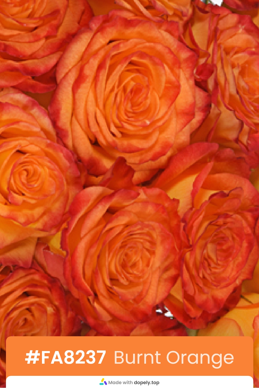 orange color rose flower meaning with hex code