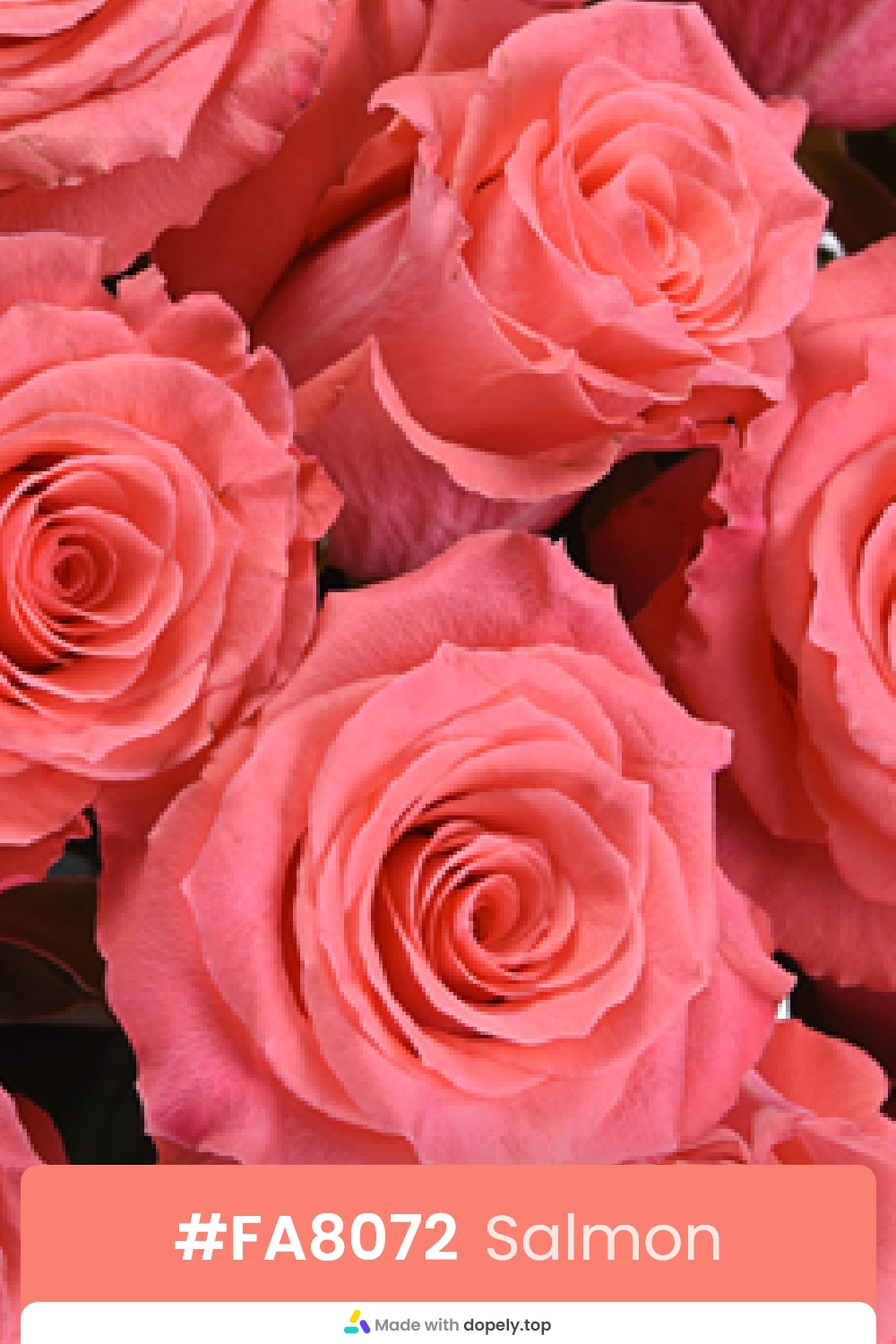 salmon color rose flower meaning with hex code
