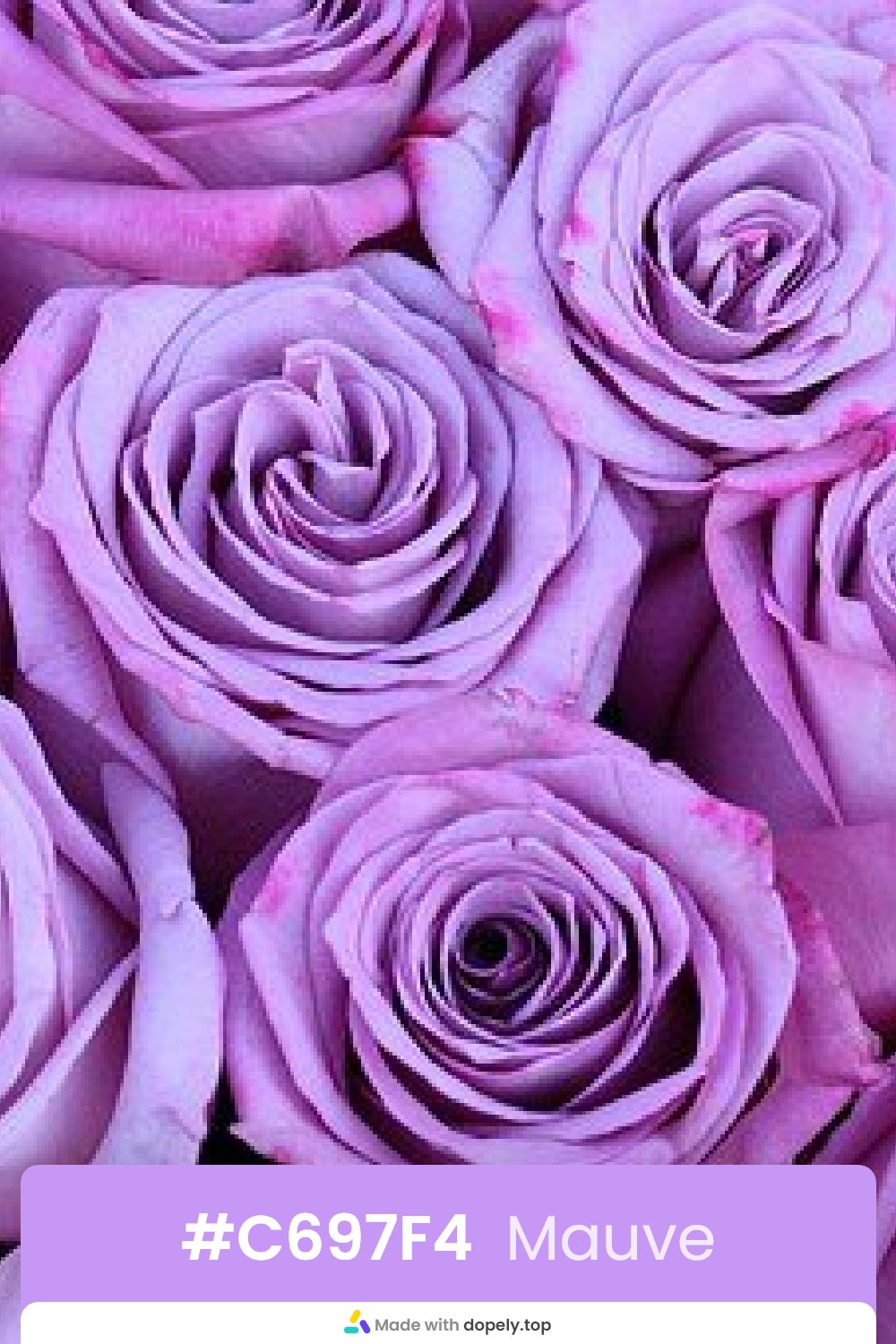 Mauve color rose flower with hex code