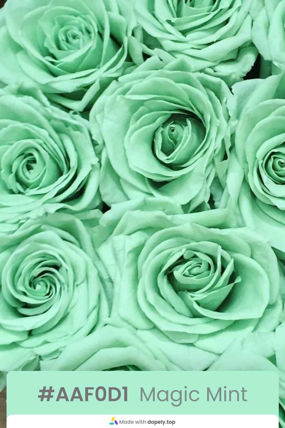 mint color rose flower meaning with hex code