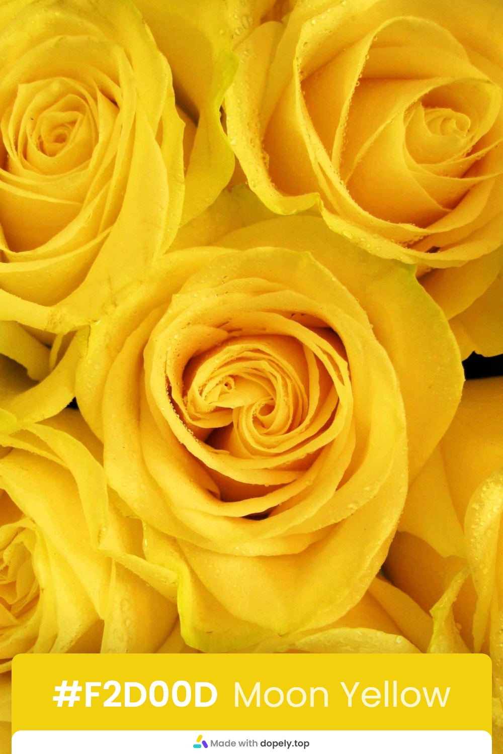 yellow color rose flower meaning with hex code