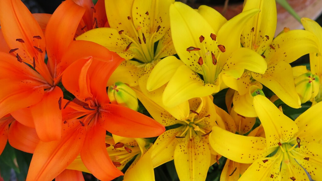 orange and yellow lily