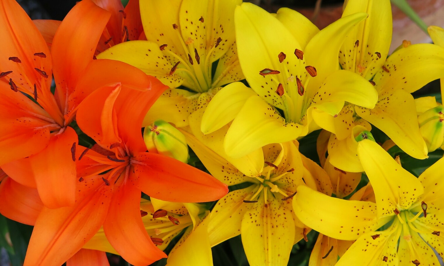 lily-colors-and-their-interesting-meaning-inside-colors