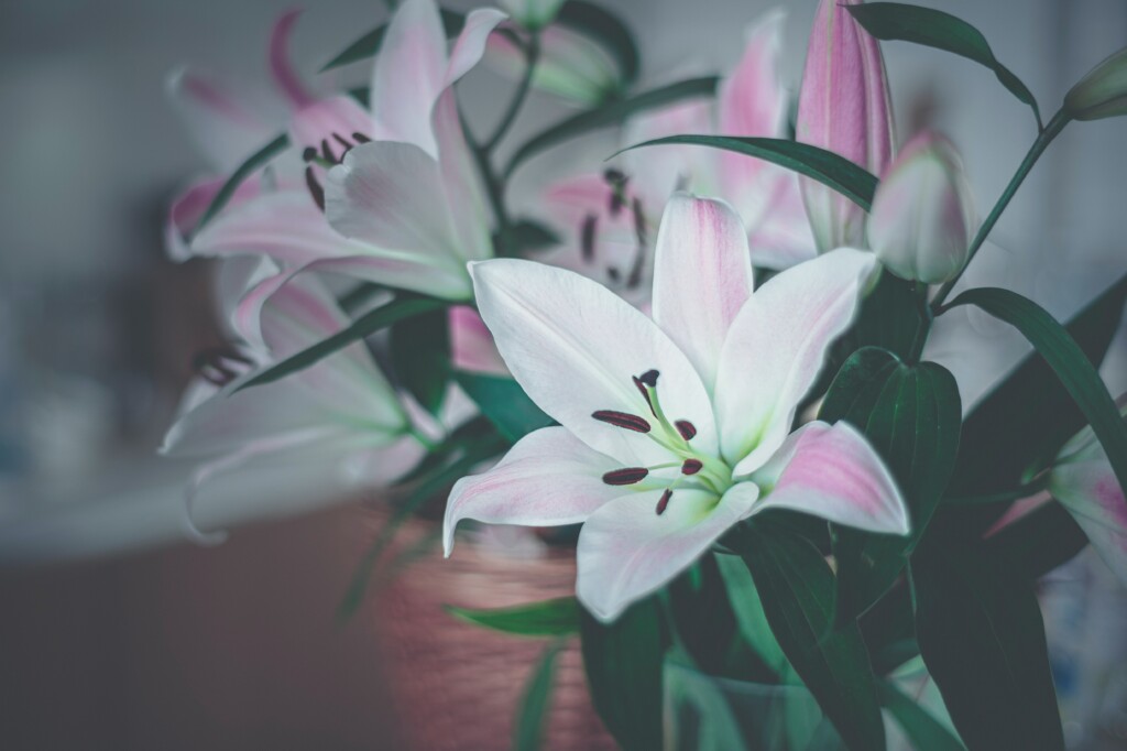 white lily with pink tips in a pot