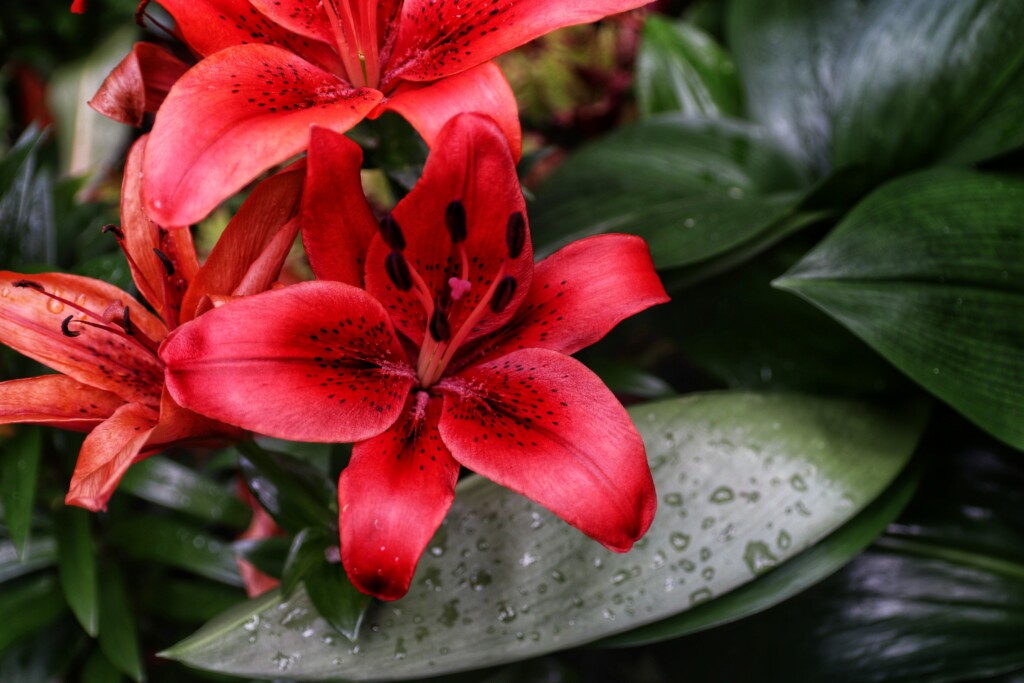 red lily flower under the rain