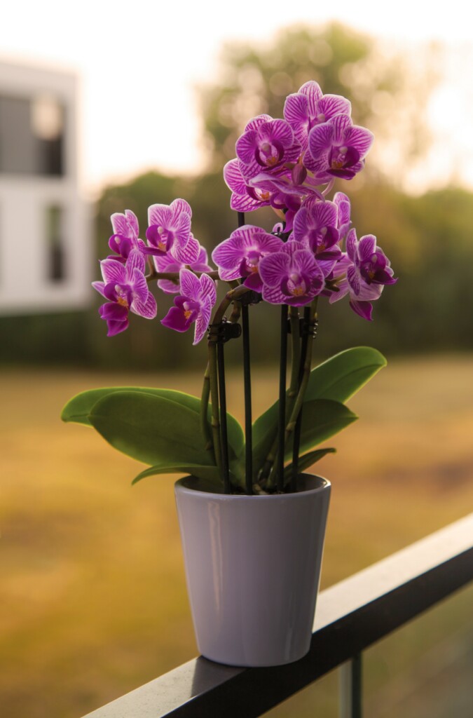 PURPLE ORCHIDS IN WHITE POTS ON THE BALCONY OF A BUILDING