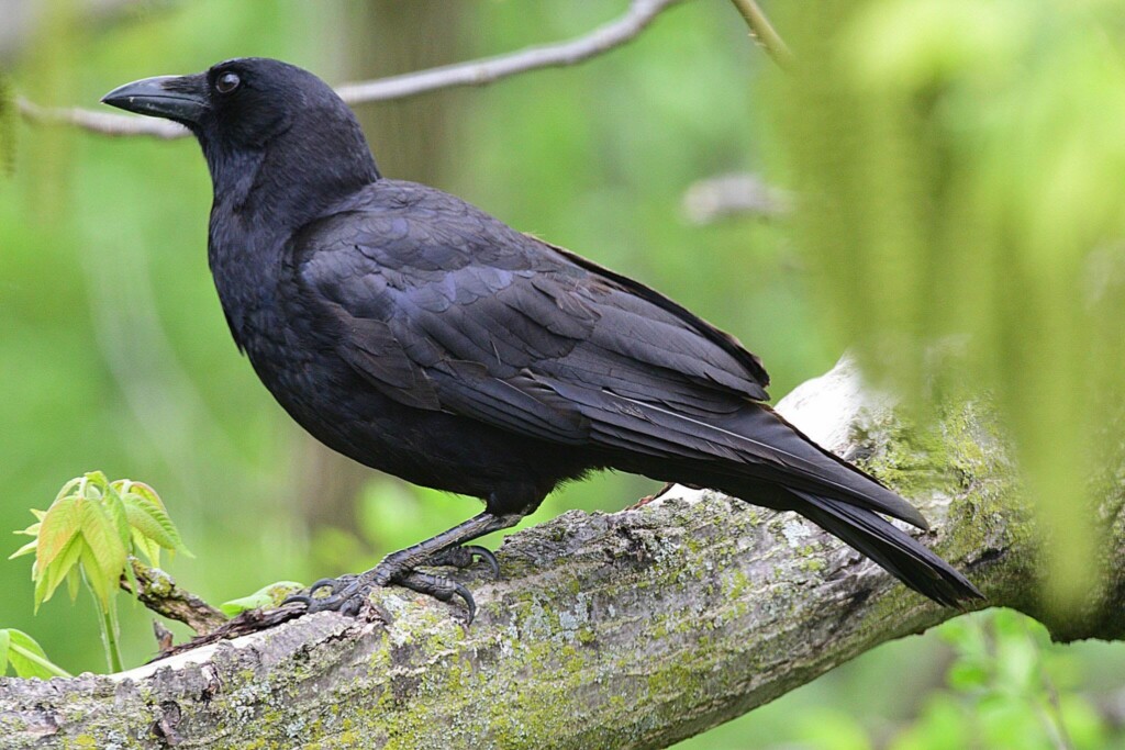 black American crow, black birds in nature
