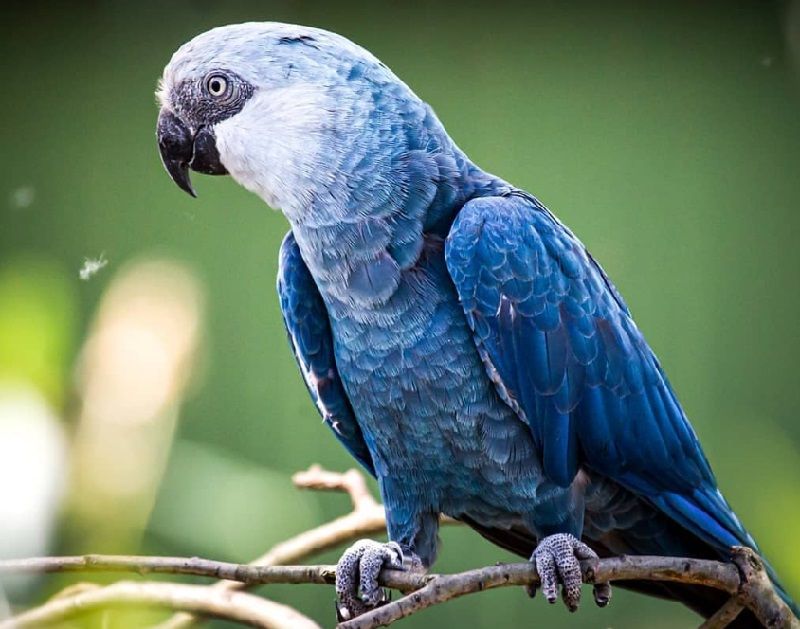 blue animals blue Spix's macaw