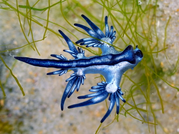 Strange Blue Animals You May Have Never Seen – Inside Colors