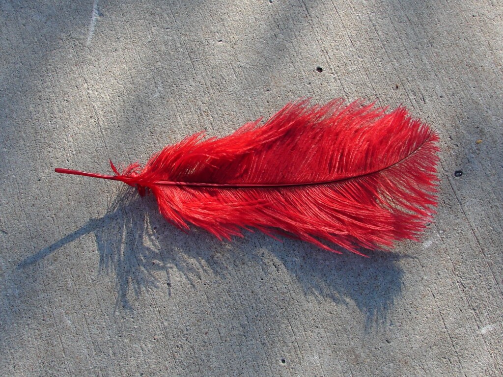 an image of a red feather on ground.