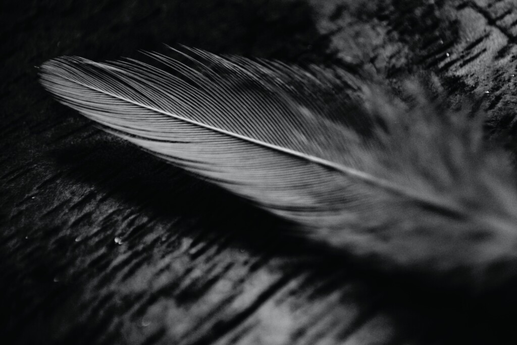 an image of a gray feather on black background.