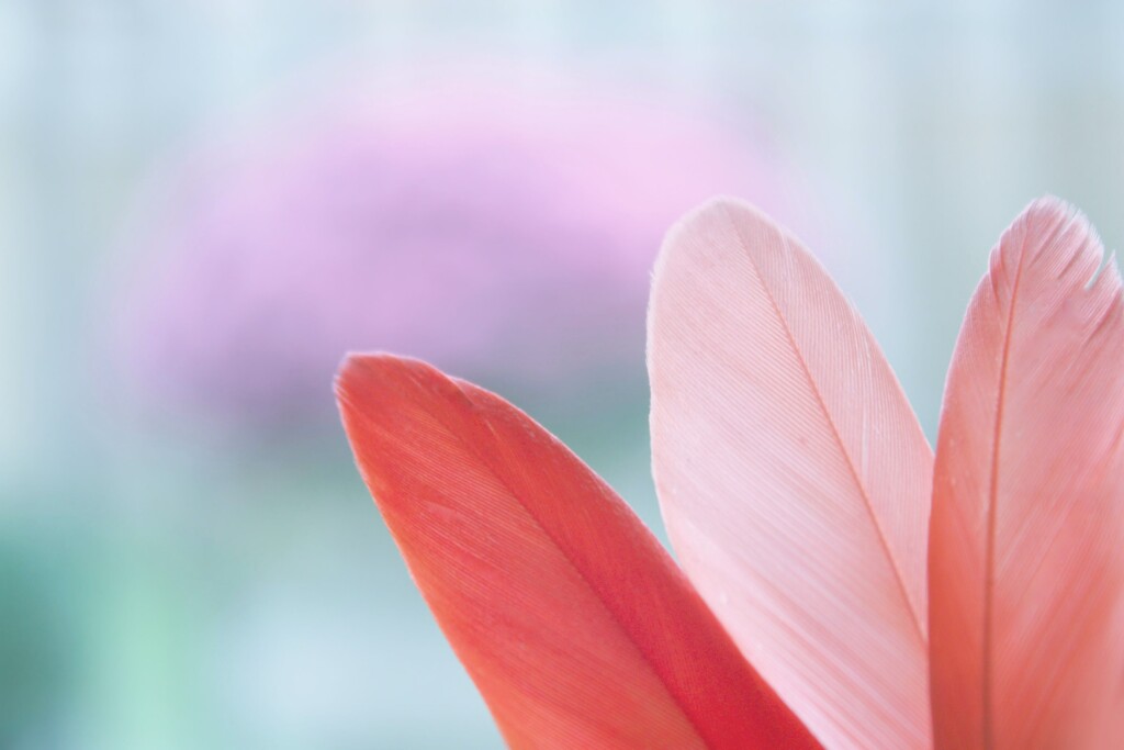 an image of three pink feather