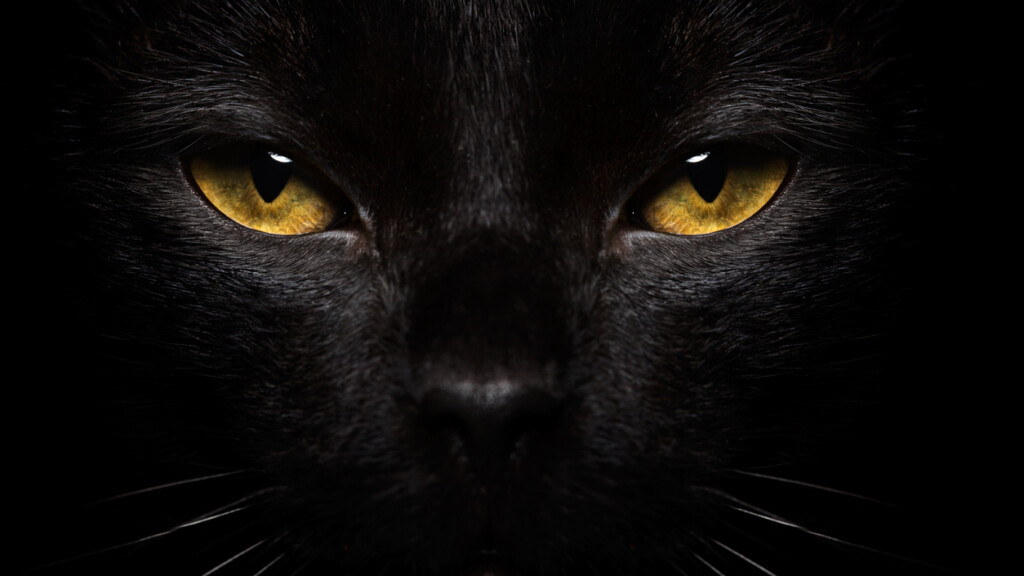 an image of black cat with yellow eyes.