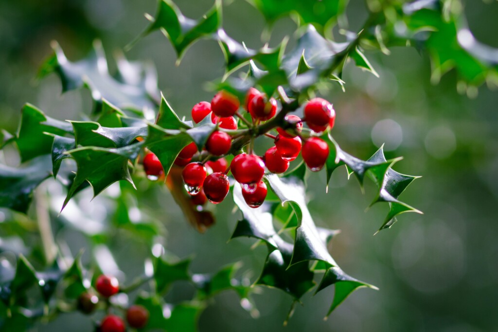 Picture of holly fruit on its branch