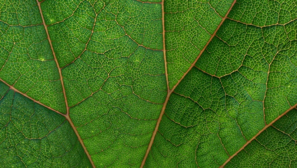 Macro image of the green color leaves of a tree.