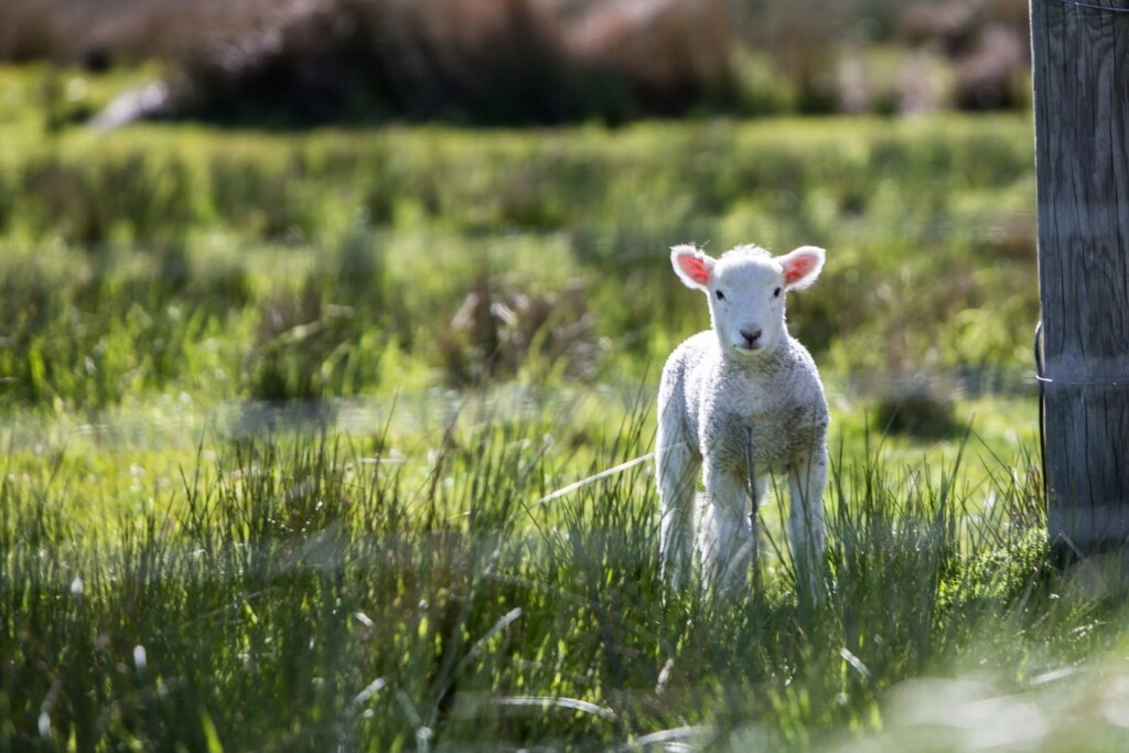 picture of a small white lamb on a farm