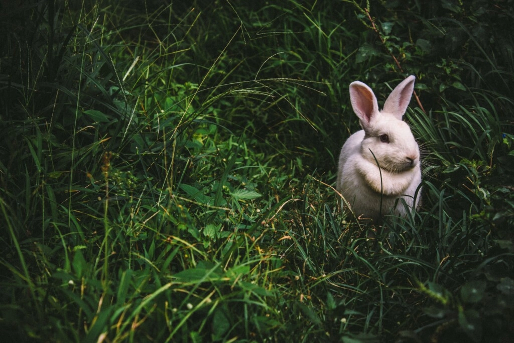 picture of a fat white rabbit in the forest.
