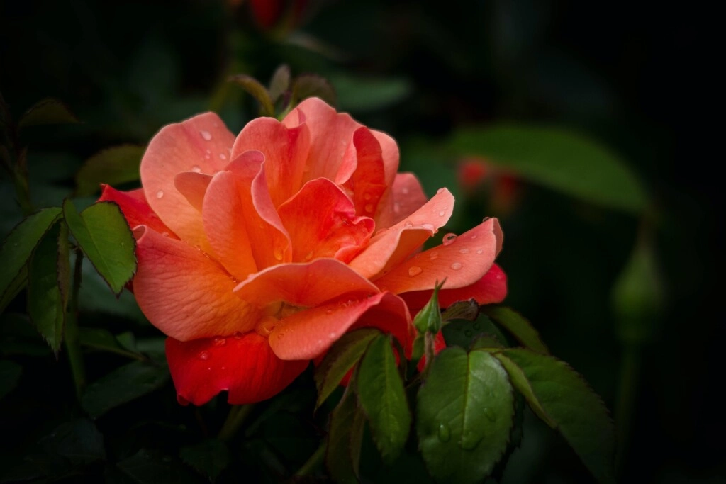 salmon color of flower