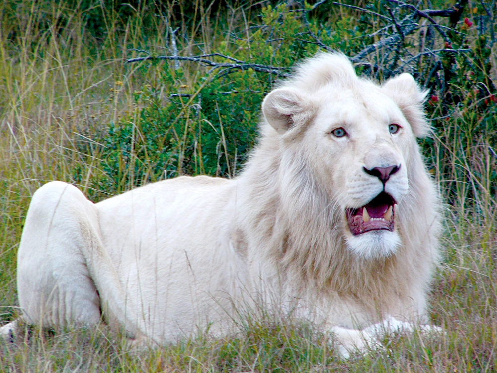 a picture of albinism lion