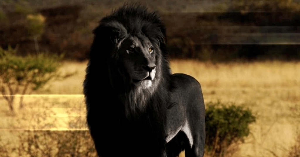 edited image  of a black lion