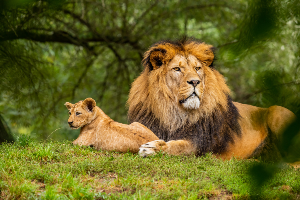 a picture of a male lion and his cub in nature