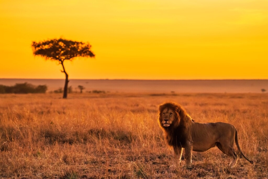 picture of a lion in the grassy lands of Africa at sunset
