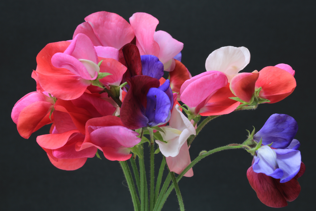 Sweet Pea flowers for 30th anniversary wedding gift