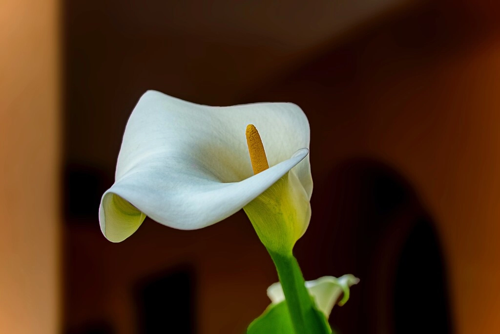 Calla Lily flowers for 55th anniversary gift