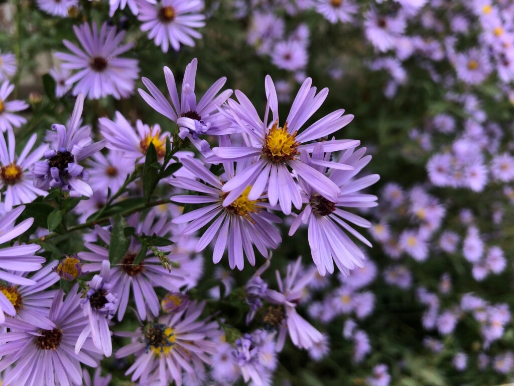 Aster for 20th wedding gift