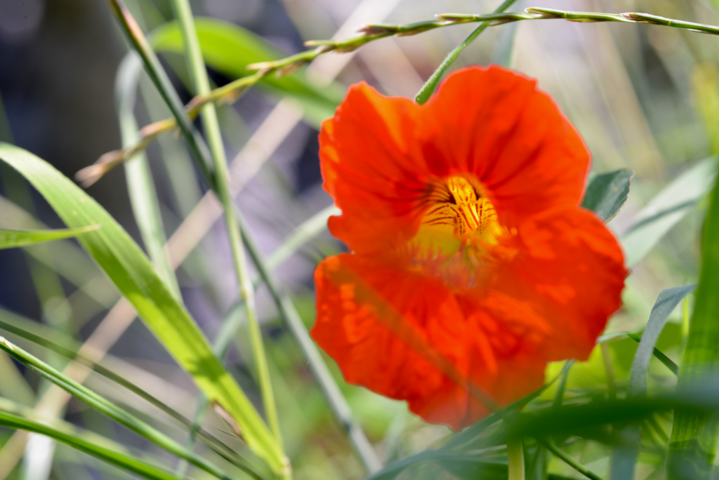  nasturtium flowers for 40th anniversary gift