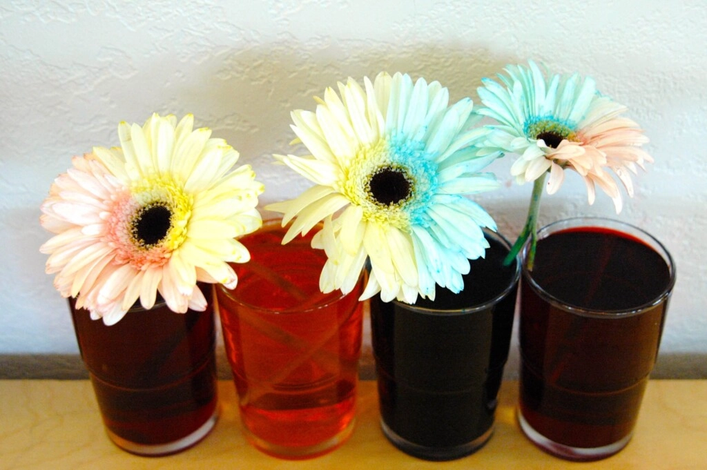Make two colored daisy flowers