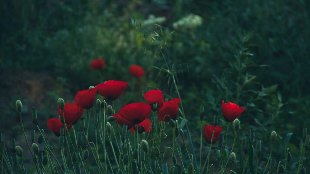 red flowers in green nature is an example for complementary schemes