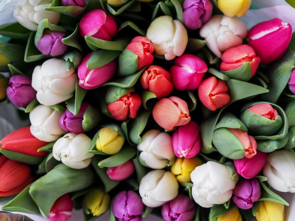 the flower Tulips with different colors