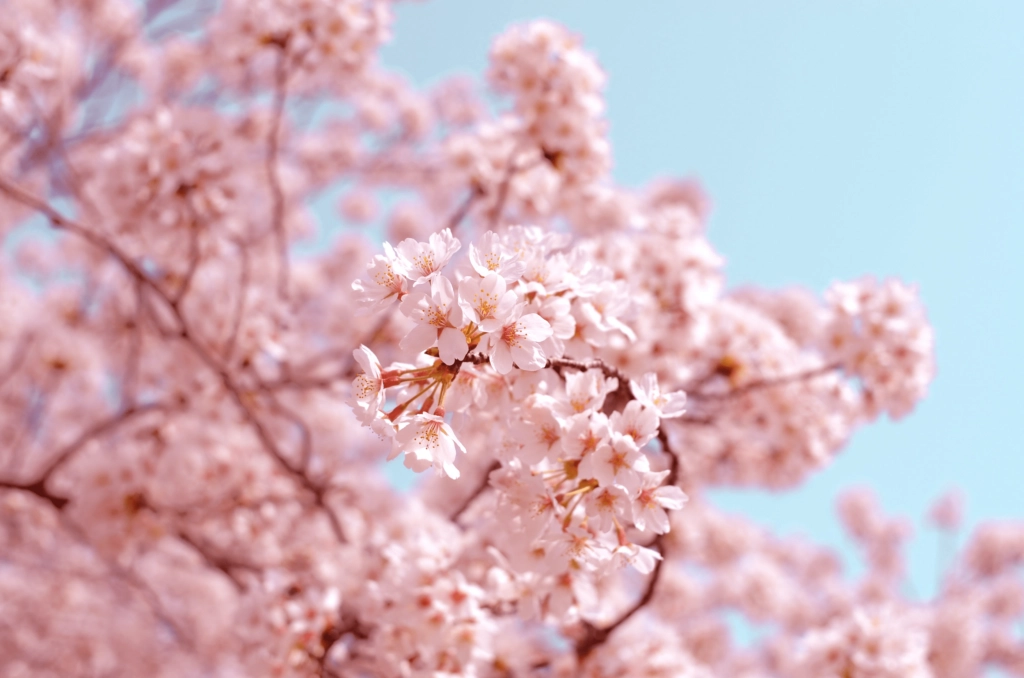 a picture of pink cherry blossom