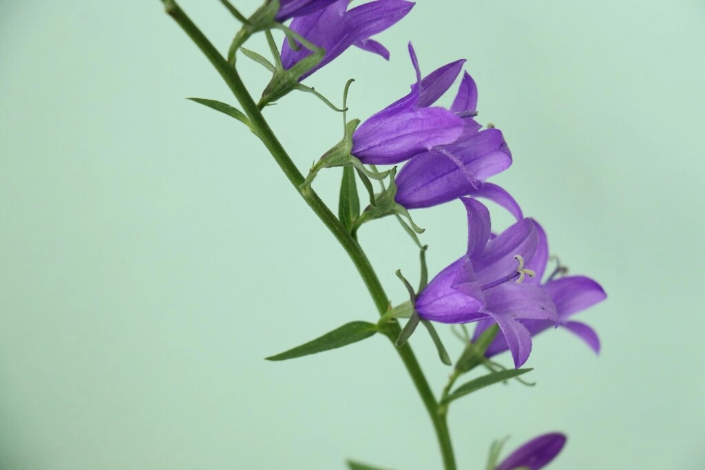a picture of purple bellflower