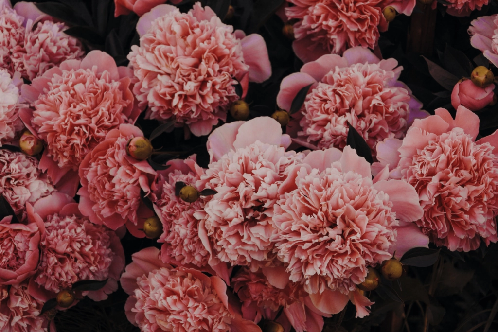 a picture of pink carnation