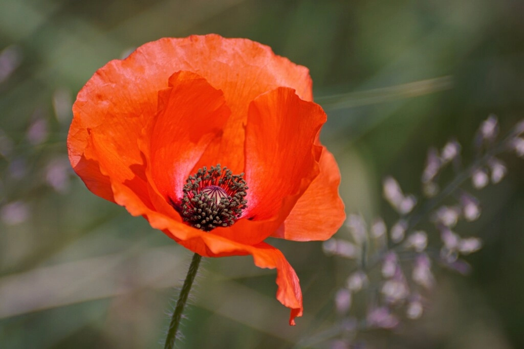 a picture of red poppy