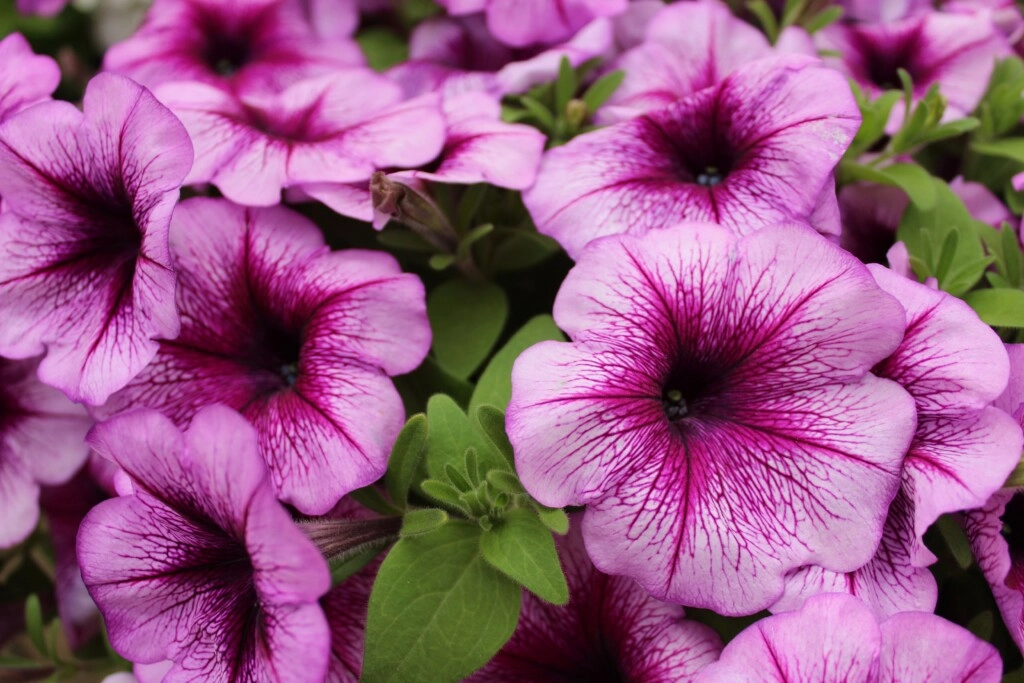 a picture of violet petunias