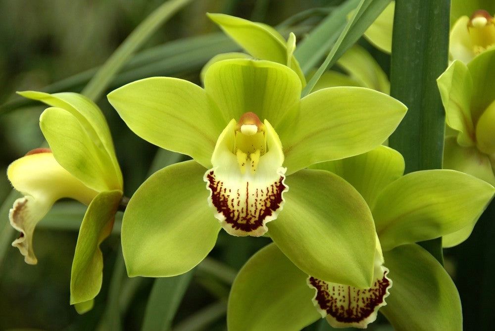 a picture of green cymbidium orchid