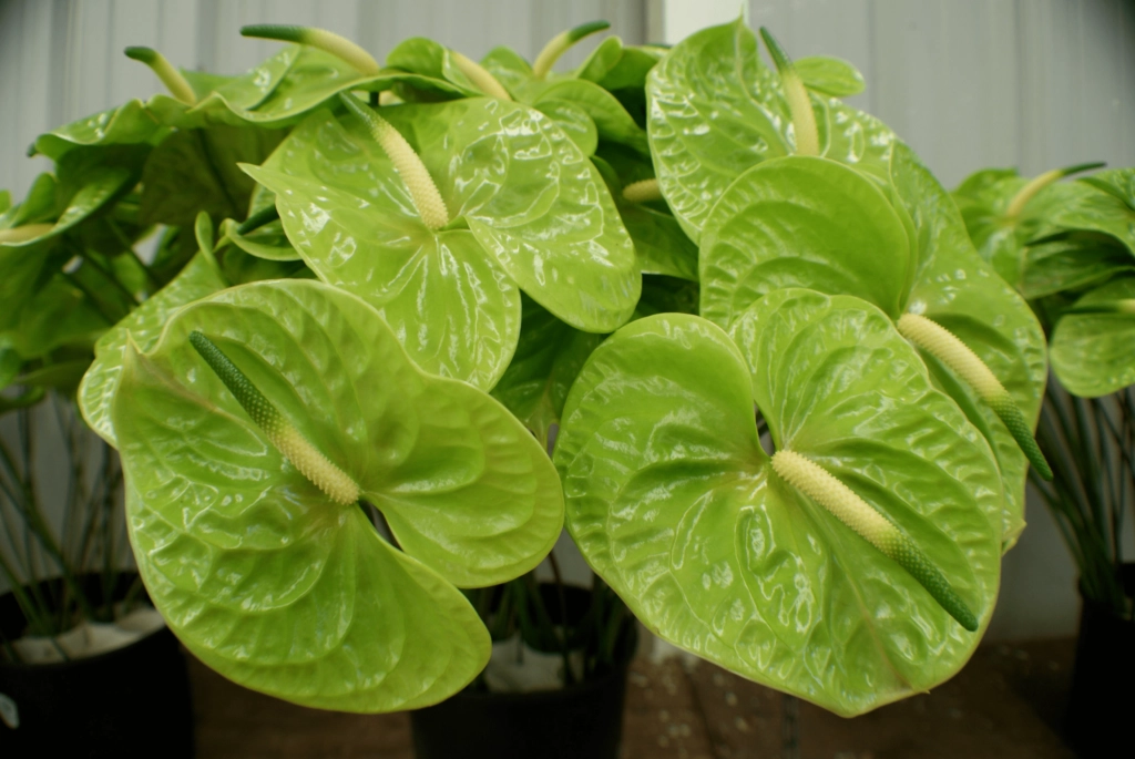 a picture of green anthurium