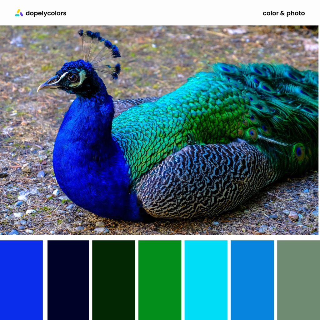 Color palette inspiration of Peacock colors 1
